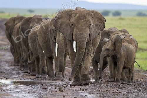 Biosphoto | 2042343 | Herd of African elephants with young  | &copy; Michel & Christine Denis-Huot / Biosphoto