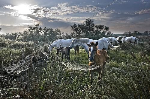 Biosphoto | 1477187 | Herd of Camargue horses at daybreak in the Camargue  | &copy; Thierry Vezon / Biosphoto