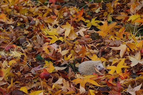 Biosphoto | 2612998 | Hérisson d'Europe (Erinaceus europaeus) individu leucique dans les feuilles mortes en automne, Lorraine, France | &copy; Régis Cavignaux / Biosphoto