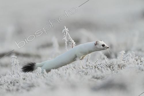 Biosphoto | 2078560 | Hermine (Mustela erminea) leaping in the frost, Belgium | &copy; Philippe Moës / Biosphoto