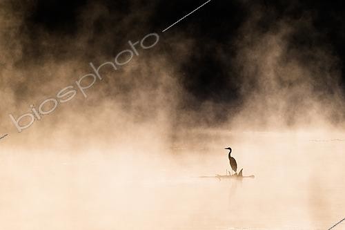 Biosphoto | 2629075 | Héron cendré (Ardea cinerea) dans la brume matinale en automne, rivière Meurthe, Moulin Noir Champigneulles, Lorraine, France | &copy; Stéphane Vitzthum / Biosphoto
