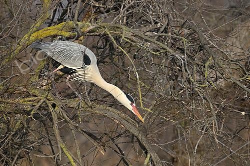 Biosphoto | 2619315 | Héron cendré (Ardea cinerea) en quête de brindille pour la construction du nid, Réserve Ornithologique du Pont de Gau, Camargue, Bouches du Rhône, France | &copy; Thierry Le Quay / Biosphoto