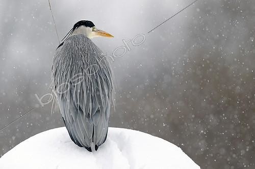 Biosphoto | 1251535 | Heron on the lookout in the snow Brognard France | &copy; Dominique Delfino / Biosphoto