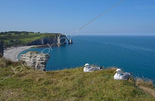 Biosphoto | 2057529 | Herring Gull (Larus argentatus). Cliffs at Etretat, Normandy, France | &copy; Guy Piton / Biosphoto