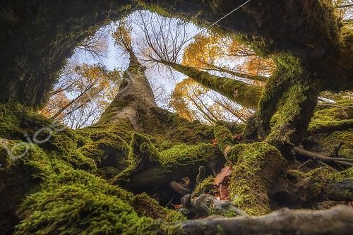 Biosphoto | 2613608 | Hêtraie en automne, Italie | &copy; Alberto Ghizzi Panizza / Biosphoto