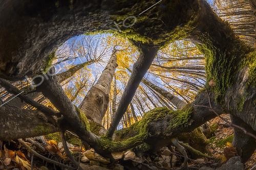 Biosphoto | 2613610 | Hêtraie en automne, Italie | &copy; Alberto Ghizzi Panizza / Biosphoto