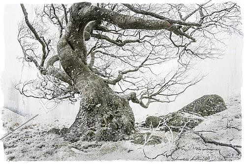 Biosphoto | 2628276 | Hêtre commun (Fagus sylvatica), ambiance hivernale, Parc national des Cévennes, France | &copy; Philippe Lebeaux / Biosphoto