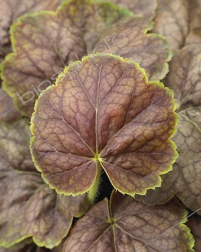 Biosphoto | 2502980 | Heuchera Gauguin | &copy; Visions Pictures / Biosphoto