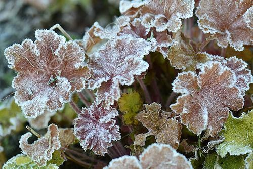 Biosphoto | 2487409 | Heuchera (Heuchera sp) frosted on a spring morning, France | &copy; Claude Thouvenin / Biosphoto