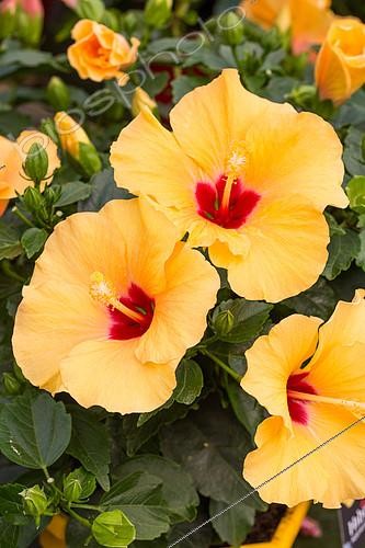 Biosphoto | 2083950 | Hibiscus de Chine, Provence, France | &copy; Philippe Giraud / Biosgarden / Biosphoto