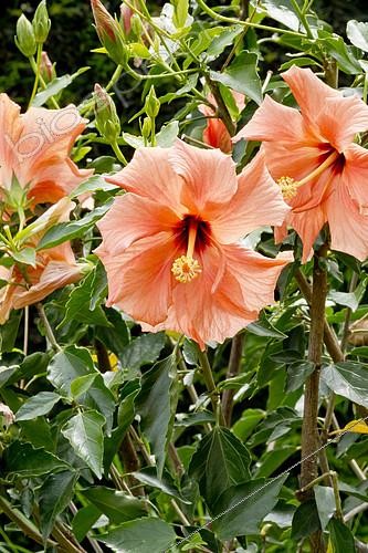 Biosphoto | 2153069 | Hibiscus 'Orange' in bloom in a garden | &copy; Alain Kubacsi / Biosphoto