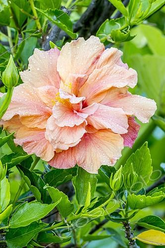 Biosphoto | 2166539 | Hibiscus 'Orange' in bloom in a garden | &copy; Alain Kubacsi / Biosphoto