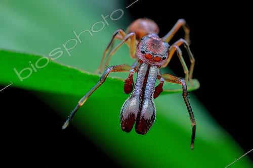 Biosphoto | 2391999 | High angle shot of a male ant-mimicking jumping spider (Myrmarachne sp.) | &copy; Husni Che Ngah / Biosphoto