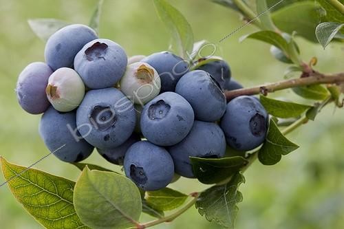 Biosphoto | 1637356 | Highbush blueberry 'Bluecrop' in fruit in a garden | &copy; NouN / Biosphoto