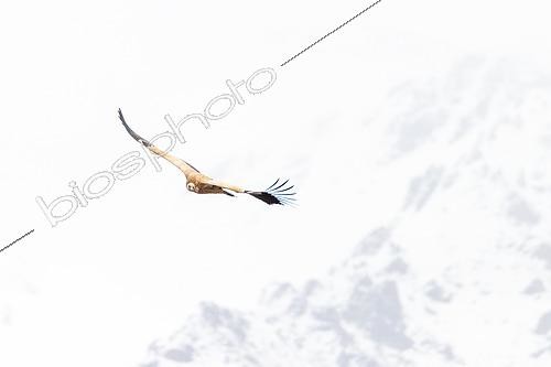 Biosphoto | 2551365 | Himalayan Vulture (Gyps himalayensis) in flight against a background of snow-capped mountains, Tyulek, Kyrgyzstan | &copy; Bastien Chaix / Biosphoto
