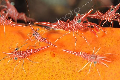 Biosphoto | 2578884 | Hingebeak shrimps (Rhynchocinetes Durbanensis), Tulamben dive site, Bati Nitti, Bali, Indonesia. | &copy; Jean Cassou / Biosphoto