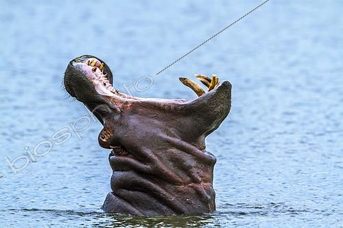 Biosphoto | 2082452 | Hippopotamus (Hippopotamus amphibius) yawning, Kruger national park, South Africa | &copy; Patrice Correia / Biosphoto