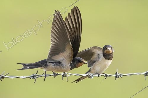 Biosphoto | 2612686 | Hirondelle rustique (Hirundo rustica) s'envolant d'une clôture en fil de fer barbelé, Angleterre | &copy; Frédéric Desmette / Biosphoto