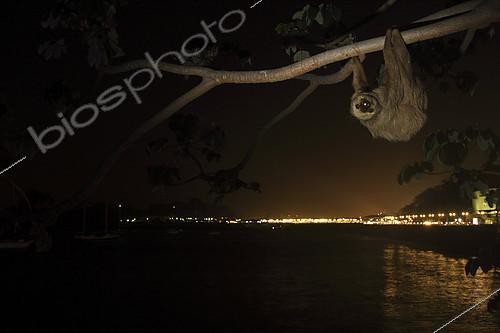 Biosphoto | 2395576 | Hoffman's two-toed sloth (Choloepus hoffmanni) at night in urban area. Amador Causeway, Balboa, Panama, Isla Flamenco, Isla Perico, Isla Naos, Pacific Ocean | &copy; Jack Chapman / Biosphoto
