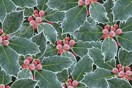 Biosphoto | 1499580 | Holly ; Ilex aquifolium, Holly | &copy; Sue Kennedy / Flowerphotos / Biosphoto
