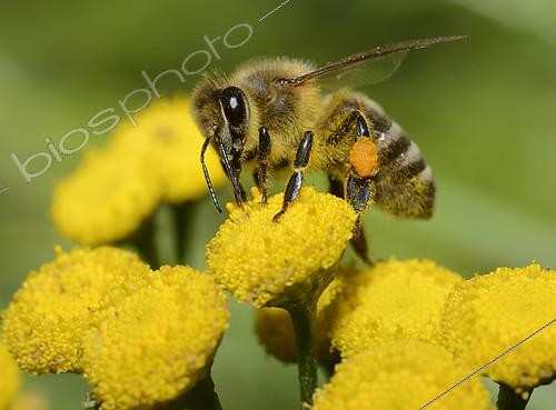Biosphoto | 2093489 | Honey bee (Apis mellifera) on Common tansy (Tanacetum vulgare), Northern Vosges Regional Nature Park, France | &copy; Michel Rauch / Biosphoto