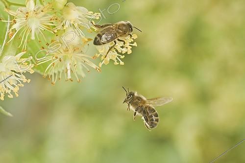Biosphoto | 912422 | Honey Bee flying Burgundy France | &copy; Joël Héras / Biosphoto