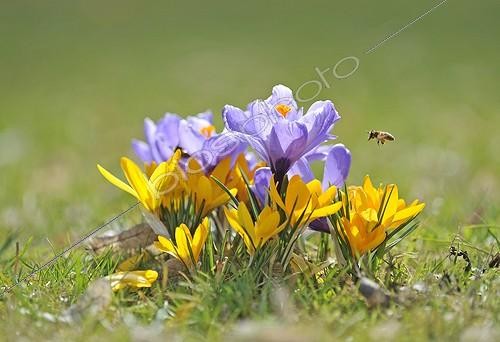 Biosphoto | 1496090 | Honey Bees and crocuses in spring | &copy; Michael Weber / imageBROKER / Biosphoto