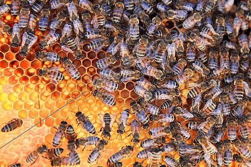 Biosphoto | 2423320 | Honey bees (Apis mellifera) on pollen cells | &copy; Eric Guilloret / Biosphoto