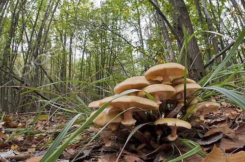 Biosphoto | 2552663 | Honey mushroom (Armillaria mellea) in its natural environment, Liguria, Italy | &copy; Tonči Maletic / Biosphoto
