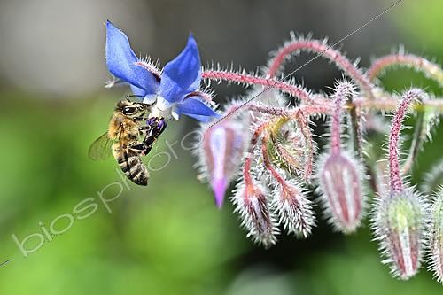 Biosphoto | 2621911 | Honeybee (Apis mellifera) foraging on a borage flower (Borago officinalis), Magalas, Hérault, France. | &copy; Thierry Le Quay / Biosphoto