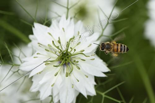 Biosphoto | 2401768 | Honeybee (Apis mellifera), in flight, approaches a flower of Nigella of Damascus (Nigella damascena) for foraging, garden, Belfort, Territoire de Belfort, France | &copy; Denis Bringard / Biosphoto