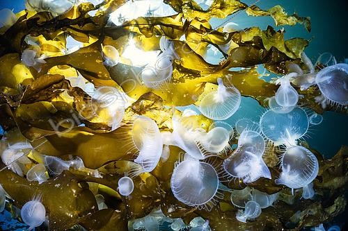 Biosphoto | 2614947 | Hooded nudibranchs (Melibe leonina) cling to Bull kelp (Nereocystis luetkeana). Vancouver Island, Canada. | &copy; Montgomery Gilchrist / Biosphoto