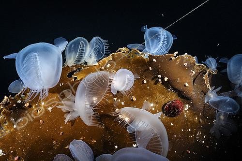 Biosphoto | 2614944 | Hooded nudibranchs (Melibe leonina) crowd atop red algae. Vancouver Island, Canada. | &copy; Montgomery Gilchrist / Biosphoto