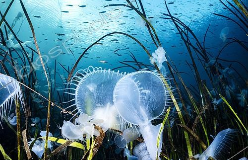 Biosphoto | 2614945 | Hooded nudibranchs (Melibe leonina) in a seagrass meadow. Vancouver Island, Canada. | &copy; Montgomery Gilchrist / Biosphoto