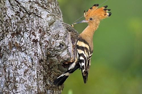 Biosphoto | 312214 | Hoopoe feeding its young Vendée France | &copy; Guy Piton / Biosphoto