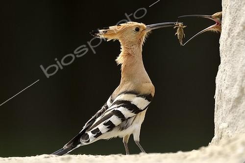 Biosphoto | 2048365 | Hoopoe male offering an offering - Hungary | &copy; Michel Poinsignon / Biosphoto