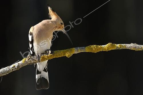 Biosphoto | 2048364 | Hoopoe on a branch - Hungary | &copy; Michel Poinsignon / Biosphoto