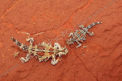 Biosphoto | 965551 | Horned devils in the PN Uluru-Kata Tjuta Australia | &copy; Sylvain Cordier / Biosphoto