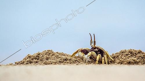 Biosphoto | 2102998 | Horned Ghost crab (Ocypode ceratophthalma), Koh Muk, Thailand | &copy; Patrice Correia / Biosphoto