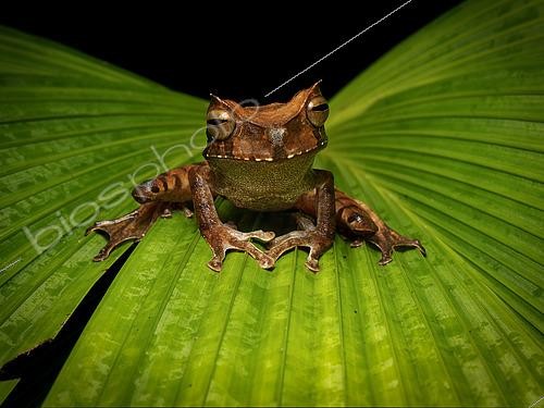 Biosphoto | 2608839 | Horned Marsupial frog (Gastrotheca cornuta), male, Darien, Panama | &copy; Ignacio Yufera / Biosphoto