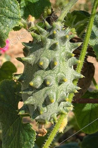 Biosphoto | 92368 | Horned melon at Potager de Valmer | &copy; NouN / Biosphoto