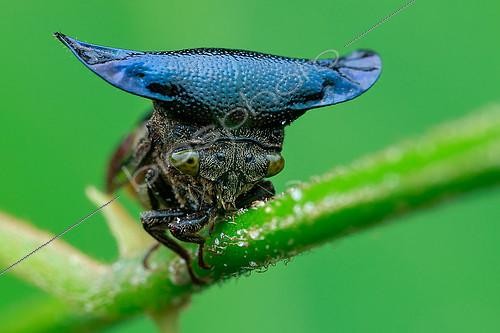 Biosphoto | 2391968 | Horned treehopper (Centrotypus sp) | &copy; Husni Che Ngah / Biosphoto