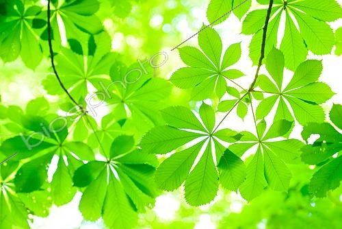Biosphoto | 2462197 | Horse chestnut (Aesculus) leaves in spring, fresh green, selective sharpness, close-up, Germany, Europe | &copy; AVTG / imageBROKER / Biosphoto