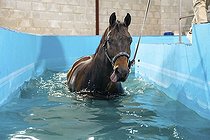 Biosphoto | 2586643 | Horse during a hydrotherapy on a water treadmill inside a pool | &copy; Unai Huizi / imageBROKER / Biosphoto