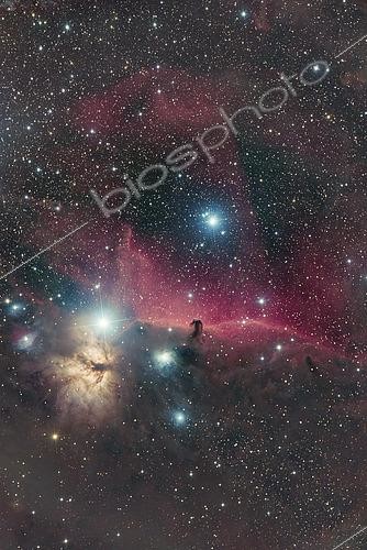 Biosphoto | 2484167 | Horsehead Nebula (Barnard 33) and Flame Nebula (NGC 2024). | &copy; Reinhold Wittich / Stocktrek Images / Biosphoto