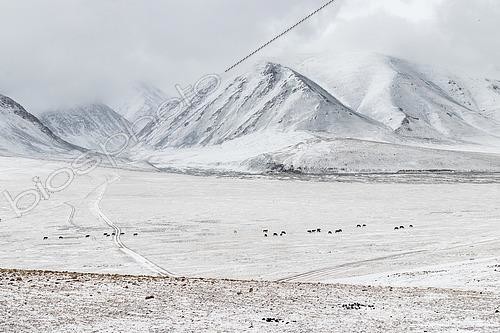 Biosphoto | 2551397 | Horses in the steppe and snowy mountains in Altai, Mongolia | &copy; Bastien Chaix / Biosphoto