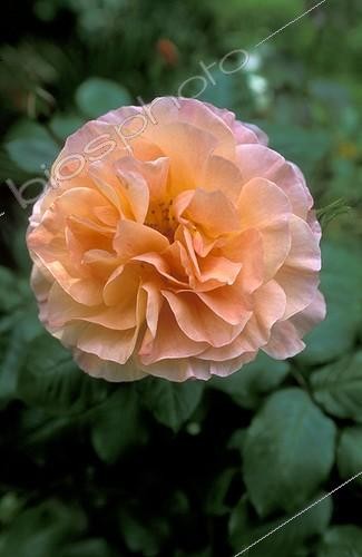 Biosphoto | 148010 | Horticultural Rose France  | &copy; Antoine Lorgnier / Biosphoto