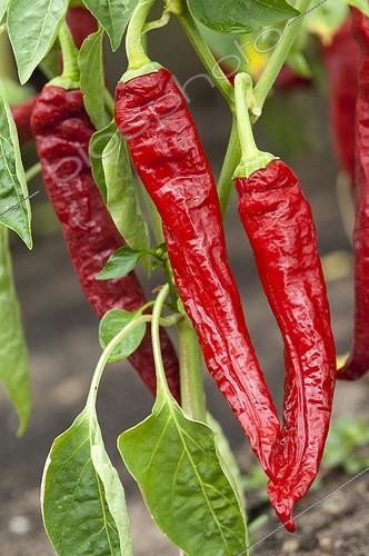 Biosphoto | 1637469 | Hot peppers 'Mohawk' in a kitchen garden | &copy; Alexandre Petzold / Biosphoto