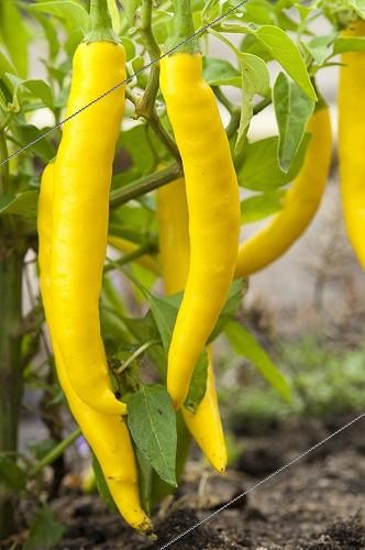 Biosphoto | 1637470 | Hot peppers 'Star Flame' in a kitchen garden | &copy; Alexandre Petzold / Biosphoto
