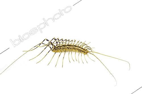 Biosphoto | 2433959 | House Centipede (Scutigera coleoptrata) is a small centepide with up to 15 pairs of long legs. It originated in the Mediterranean region but now has spread to many other parts of the world. It can live in human homes, thus gaining the name “house centipede”. | &copy; Stuart Wilson / Biosphoto